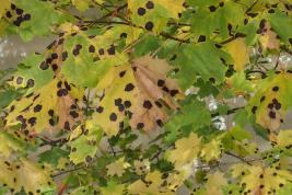 Vaahterantervatäplä