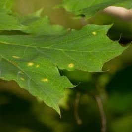 Vaahterantervatäplä