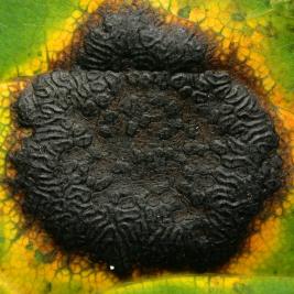 Vaahterantervatäplä