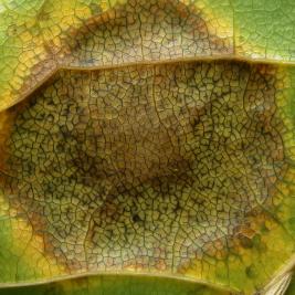 Vaahterantervatäplä