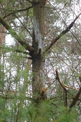 Valkomännyn tervasroso