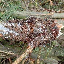  Valkomännyn tervasroso