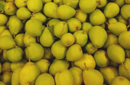 Päärynöitä, Conference