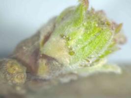 Omenakempin nymfejä