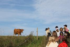 Children in a meadow looking at a cow.