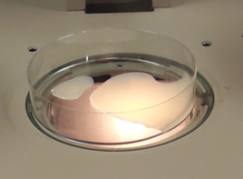 Sonnin lisäkivessiittiöitä petri-maljalla