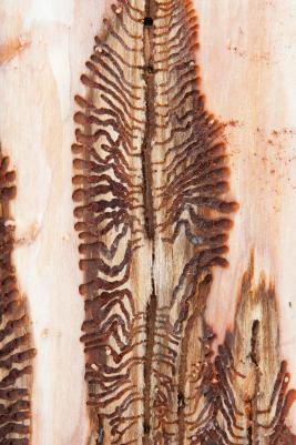 kirjanpainaja-kuoriaisen aiheuttamia vaurioita puussa