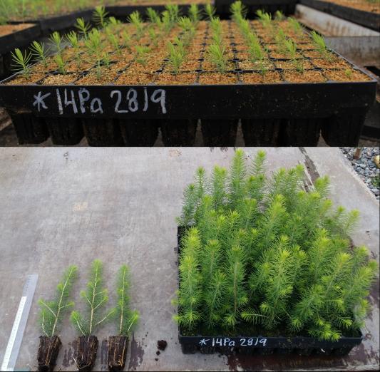 Pieniä kuusentaimia kasvatuskennoissa.