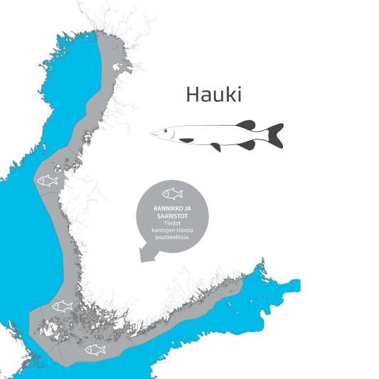 Rannikon kaupallinen haukisaalis on kasvussa.