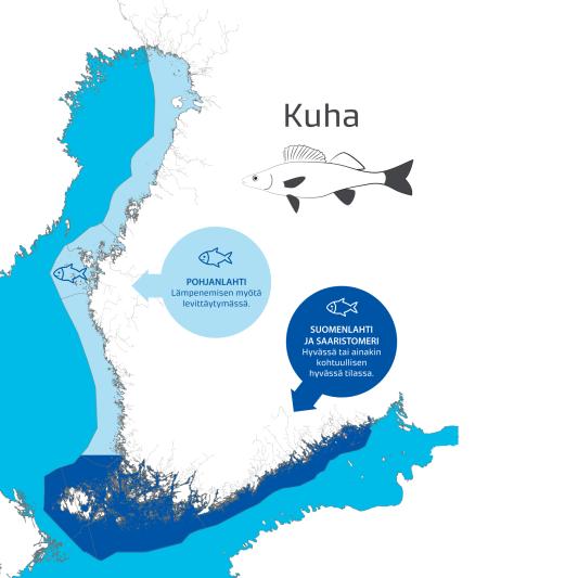 Rannikon kuhasaalis oli edelleen pieni vaikkakin kasvoi hieman