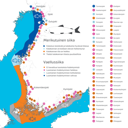 Havainnot vaellussiian ja merikutuisen siian lisääntymisestä Suomen rannikkoalueelle laskevissa joissa sekä merialueella