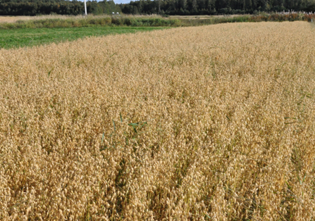 Kerääjäkasvien viljely on hyväksi ympäristölle ja peltomaalle, mutta vaatii taitoa ettei kerääjä kasva läpi haittaamaan viljelykasvin puintia.
