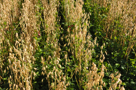 Jälkimmäisessä kuvassa on lähikuvaa ensimmäisen kuvan kaurapellosta, jonka aluskasvina on raiheinä-apilaa 