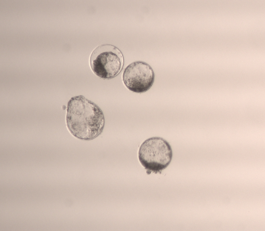 Kuvituskuva, jossa suomenlampaan alkioita, jotka tuotettiin Luken laboratoriossa.