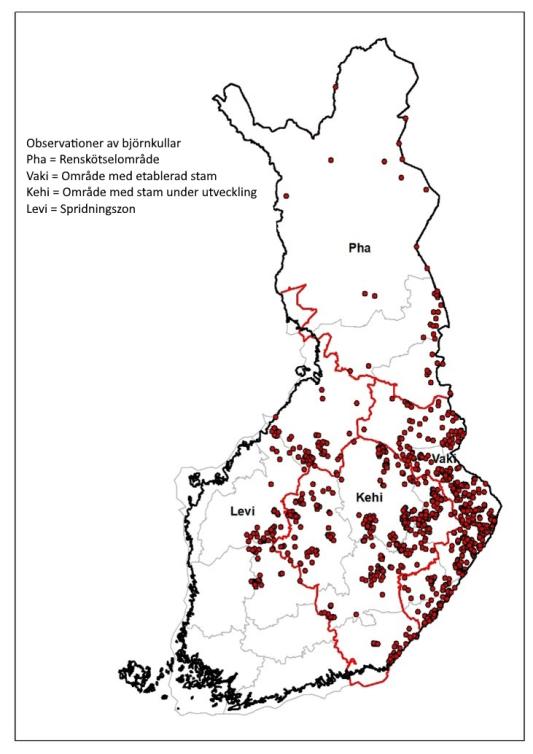 De flesta observationer av björnungar är koncentrerade till östra Finland