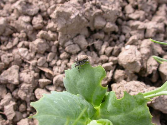 Juovahernekärsäkäs herneellä.