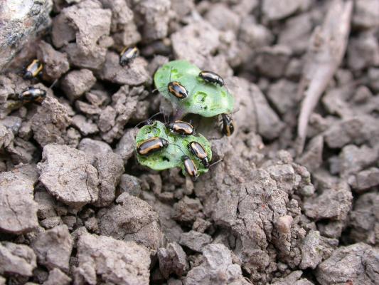 Monta juovakirppaa sirkkalehtivaiheessa olevalla kevätöljykasvilla