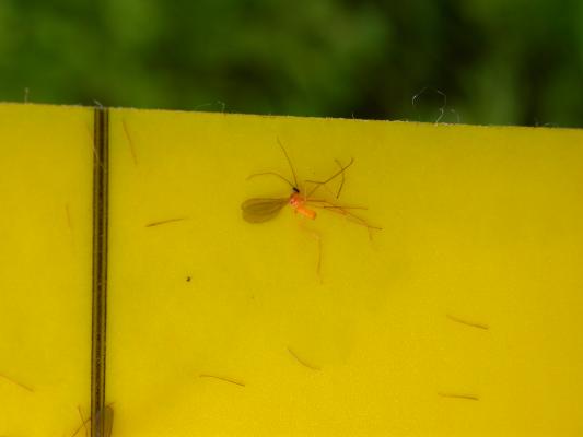 tähkäsääski ansassa