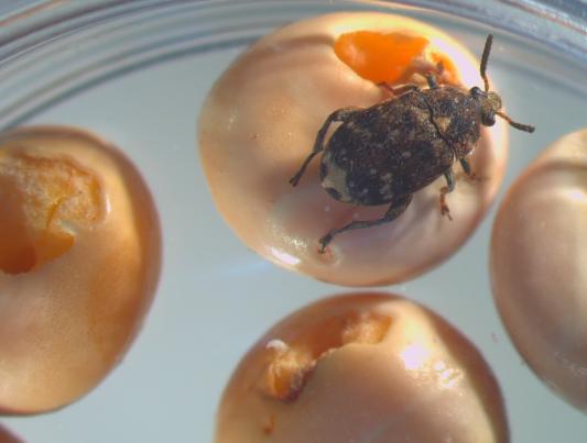 Aikuinen hernepiilokas ja toukkien aiheuttamaa vioitusta herneellä.