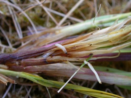 Varsikirpan vaaleanharmaa mustapäinen toukka kevätviljan tyvellä