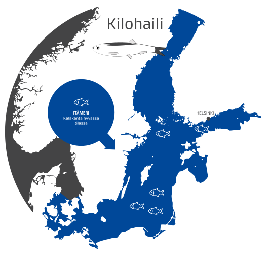 Itämeren kilohailikanta on hyvässä kunnossa.