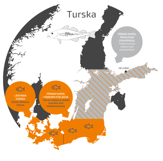 Sekä itäisen että läntisen turskakannan tila on heikko. Itäistä turskaa on pienessä määrin myös pääaltaan pohjoisosassa, jossa turskat ovat terveempiä kuin eteläisillä ydinalueilla ja kasvavat isoiksi.