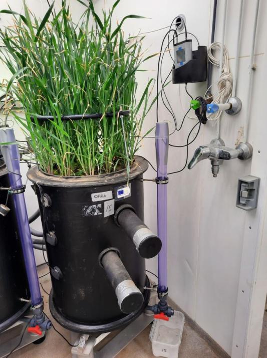 juuristolaboratorion kasvatusastia, jossa on ohraa