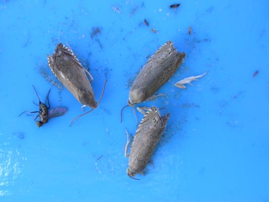 Aikuisia hernekääriäisiä