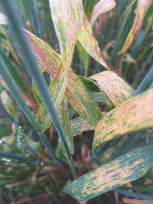 Ruskolaikku näkyy ruskeina laikkuina lehden pinnalla