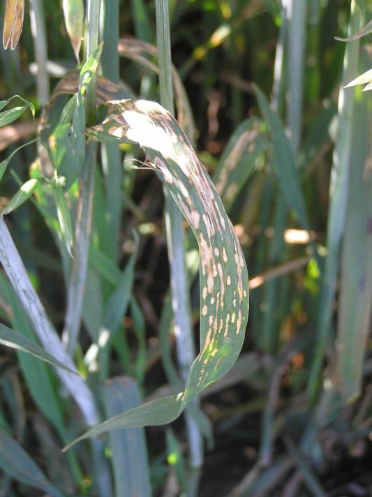 Mangaanin puutos kauralla näkyy vaaleina, hiukan harmahtavina laikkuina 