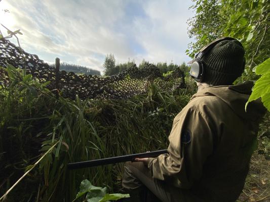 Kuvituskuva, jossa metsästäjä sepelkyyhkyjahdissa. 