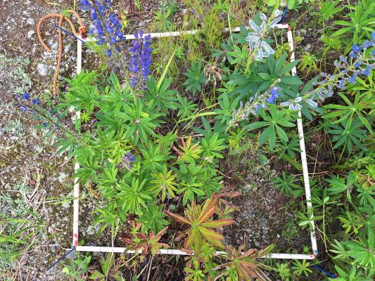 komealupiini koealueella ennen kuumavesikäsittelyä