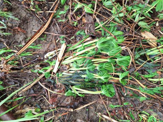 komealupiini kuumavesikäsittelyn jälkeen