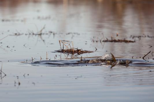 Kuvituskuva, jossa hauki kutee matalilla kasvillisuusrannoilla pian jäiden lähdön jälkeen. NiittyHOI -hankkeessa selvitetään, onko hauen lisääntymisalueita laidunnusalueiden lähettyvillä ja missä määrin laidunnus voi vaikuttaa kutualueisiin.