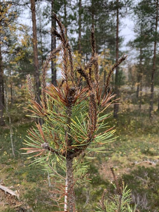 Havuparikas on tappanut männyn latvat