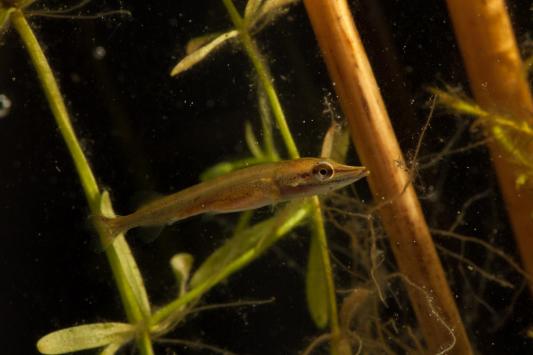 Kuvituskuva, jossa muutamien viikkojen ikäinen hauenpoikanen siirtyy kasvillisuuden reunaan ja saalistaa muita kalanpoikasia.