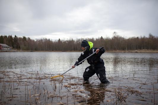 Kuvituskuva, jossa hauenpoikasia kartoitetaan nostohaavimenetelmällä. Poikaset ovat tavanomaisesti kasvillisuuden seassa noin 0,2–0,8 metrin syvyydellä.  Vastakuoriutuneet poikaset eivät osaa väistää kahlaten liikkuvaa kartoittajaa. Haavinnoissa seurataan poikasten esiintymistä ja tiheyttä kartoituslinjoilla.