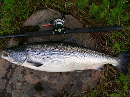 Kuvituskuva, jossa jokilohi. 